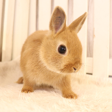 animal_image