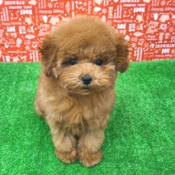 animal_image