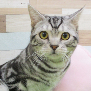 animal_image