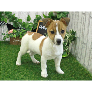 animal_image
