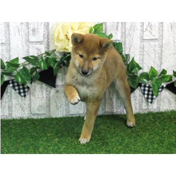 animal_image