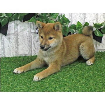 animal_image