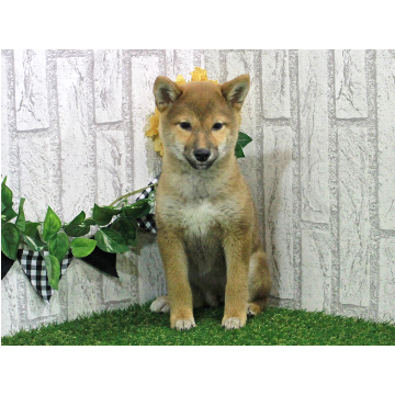 animal_image