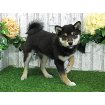 animal_image