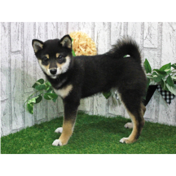 animal_image
