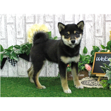 animal_image