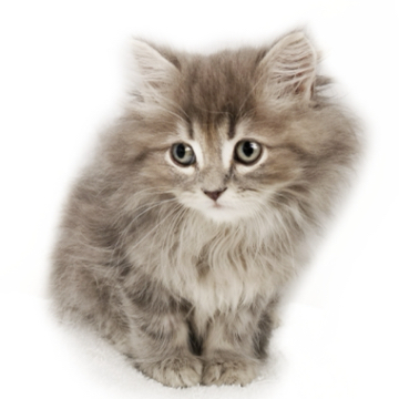 animal_image