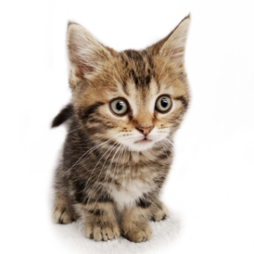 animal_image