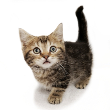 animal_image