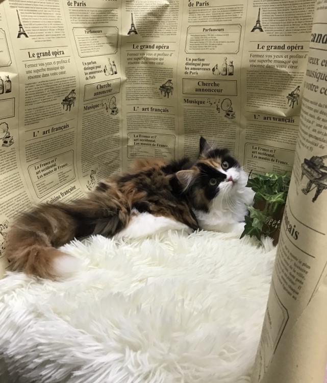 animal_image