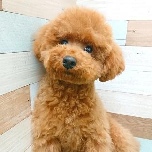animal_image
