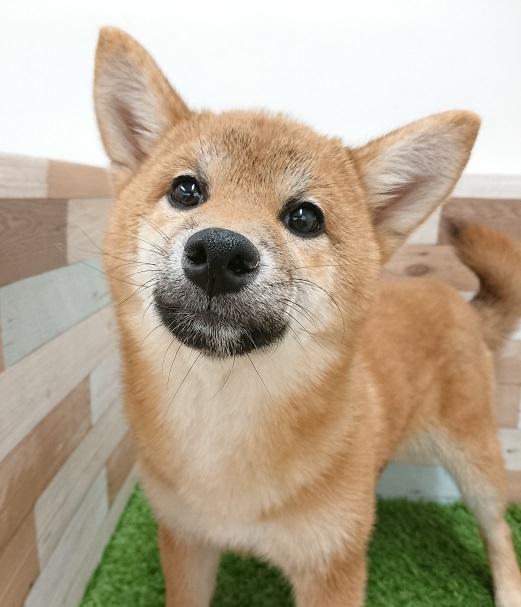 animal_image