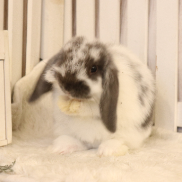 animal_image