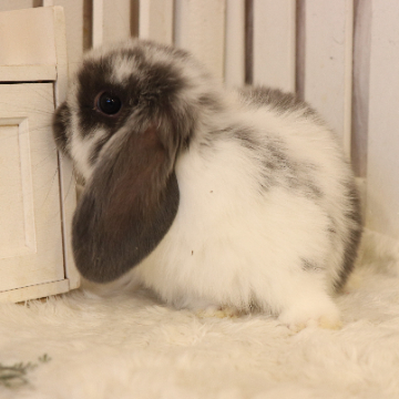 animal_image