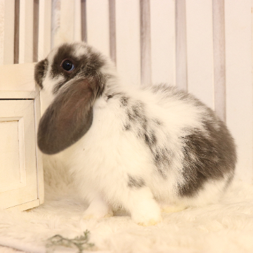 animal_image