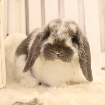 animal_image