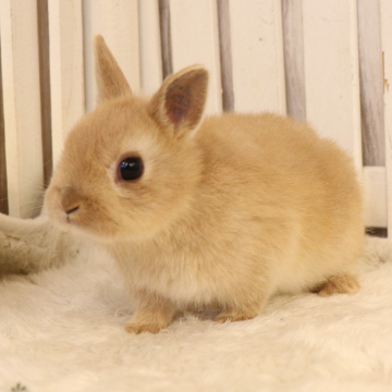 animal_image