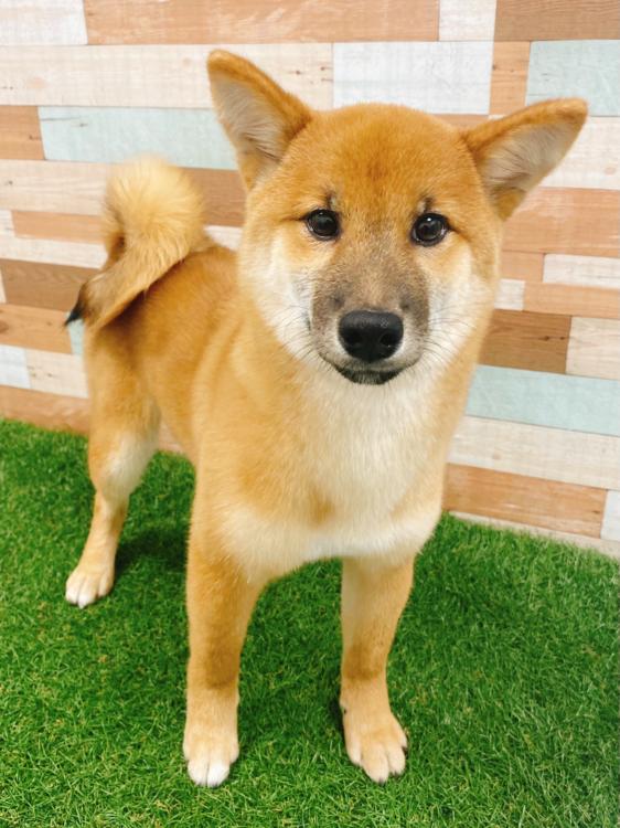 animal_image