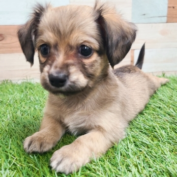 animal_image