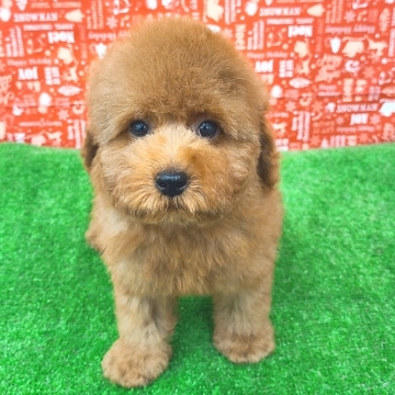 animal_image