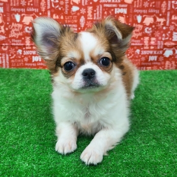 animal_image
