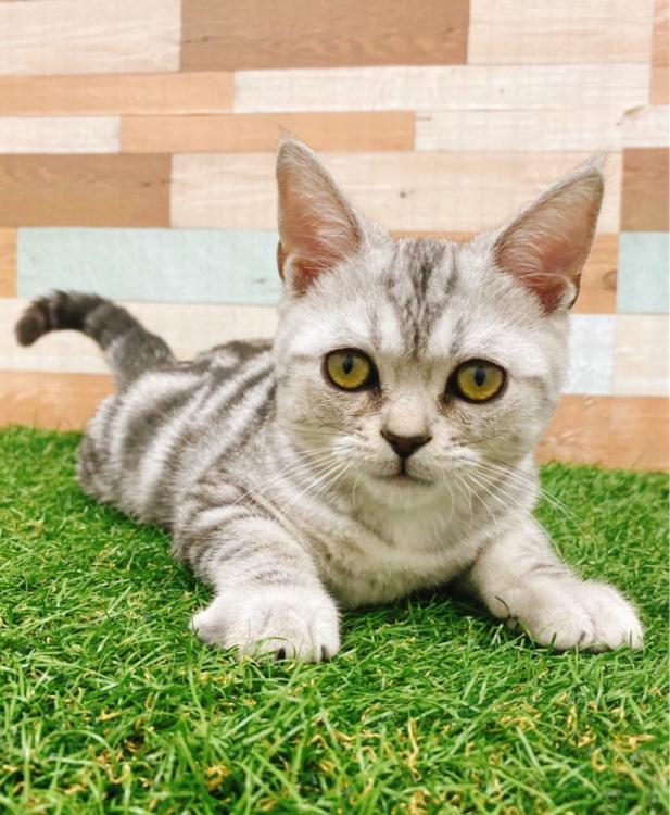 animal_image