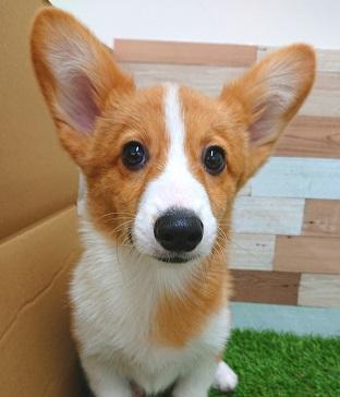 animal_image