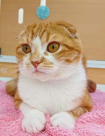 animal_image