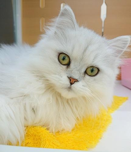 animal_image