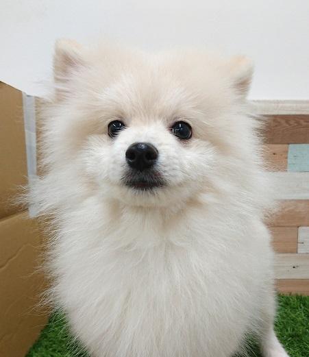 animal_image