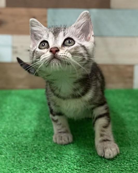 animal_image