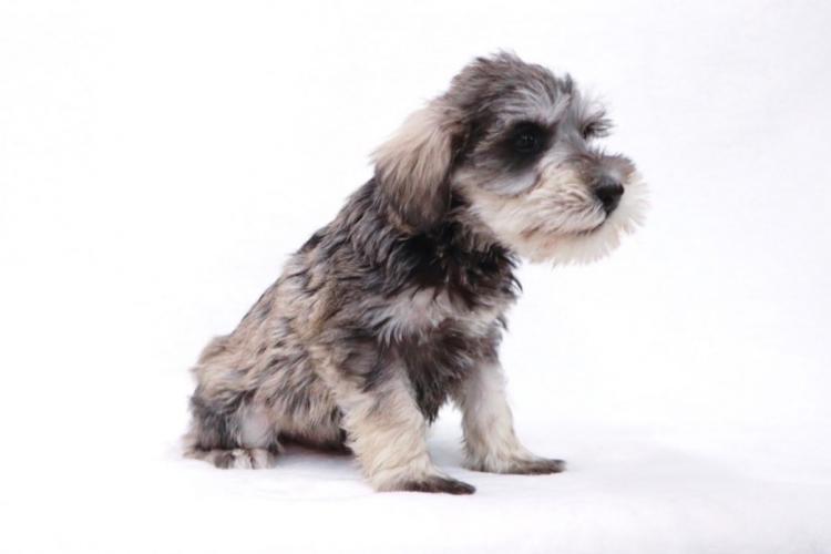 animal_image