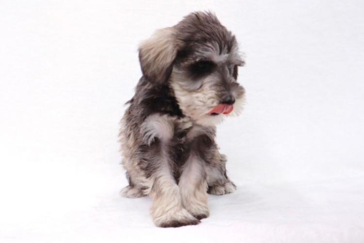 animal_image