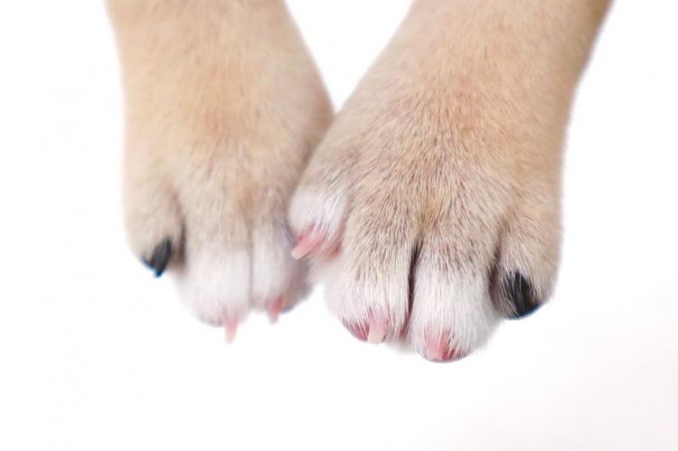 animal_image