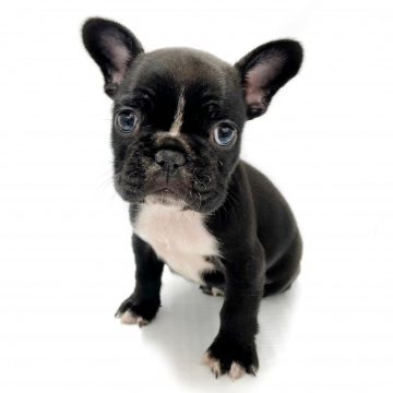 animal_image