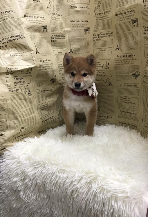 animal_image