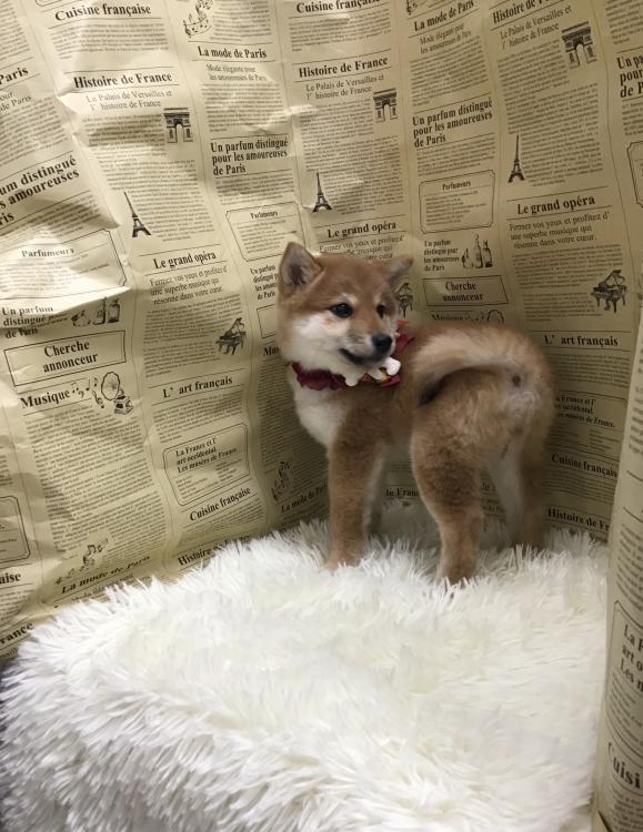 animal_image