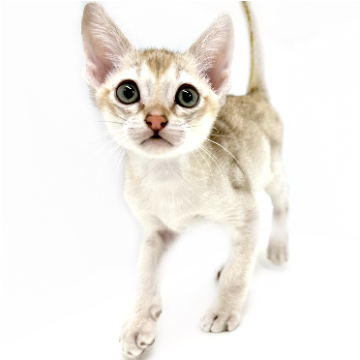 animal_image