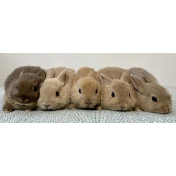 animal_image