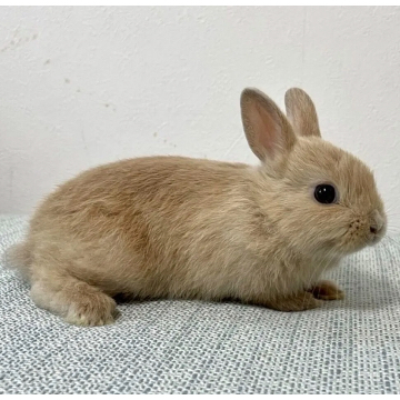 animal_image