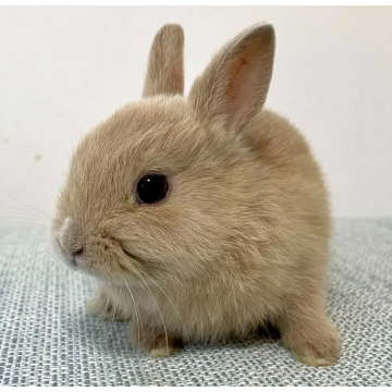 animal_image
