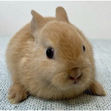 animal_image