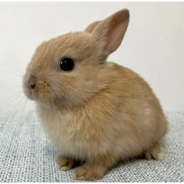 animal_image