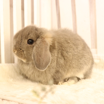 animal_image
