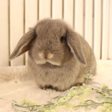 animal_image