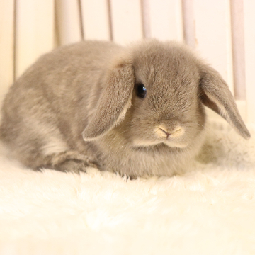 animal_image