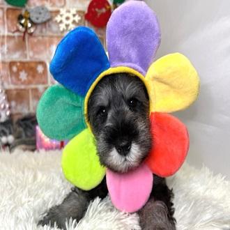 animal_image