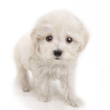 animal_image