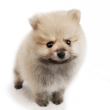 animal_image