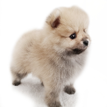 animal_image